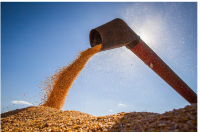Imagem da notícia Demanda fraca pressiona preço do milho em quase 10% em janeiro